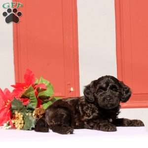 Nabith, Morkie-Poo Puppy